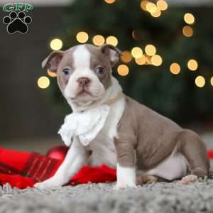 Marla, Boston Terrier Puppy
